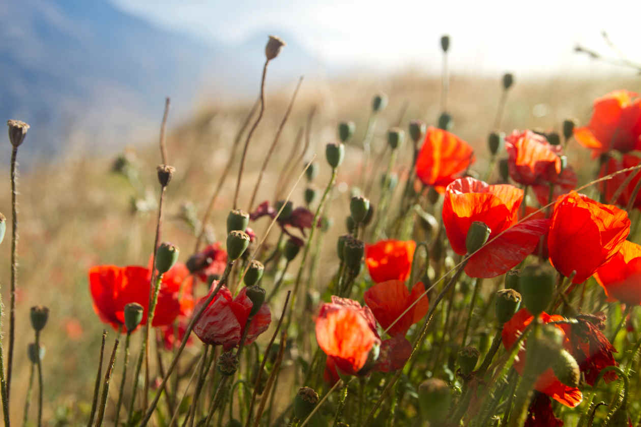 Amapolas. Foto extraída de CuriosidadesBatanga.com