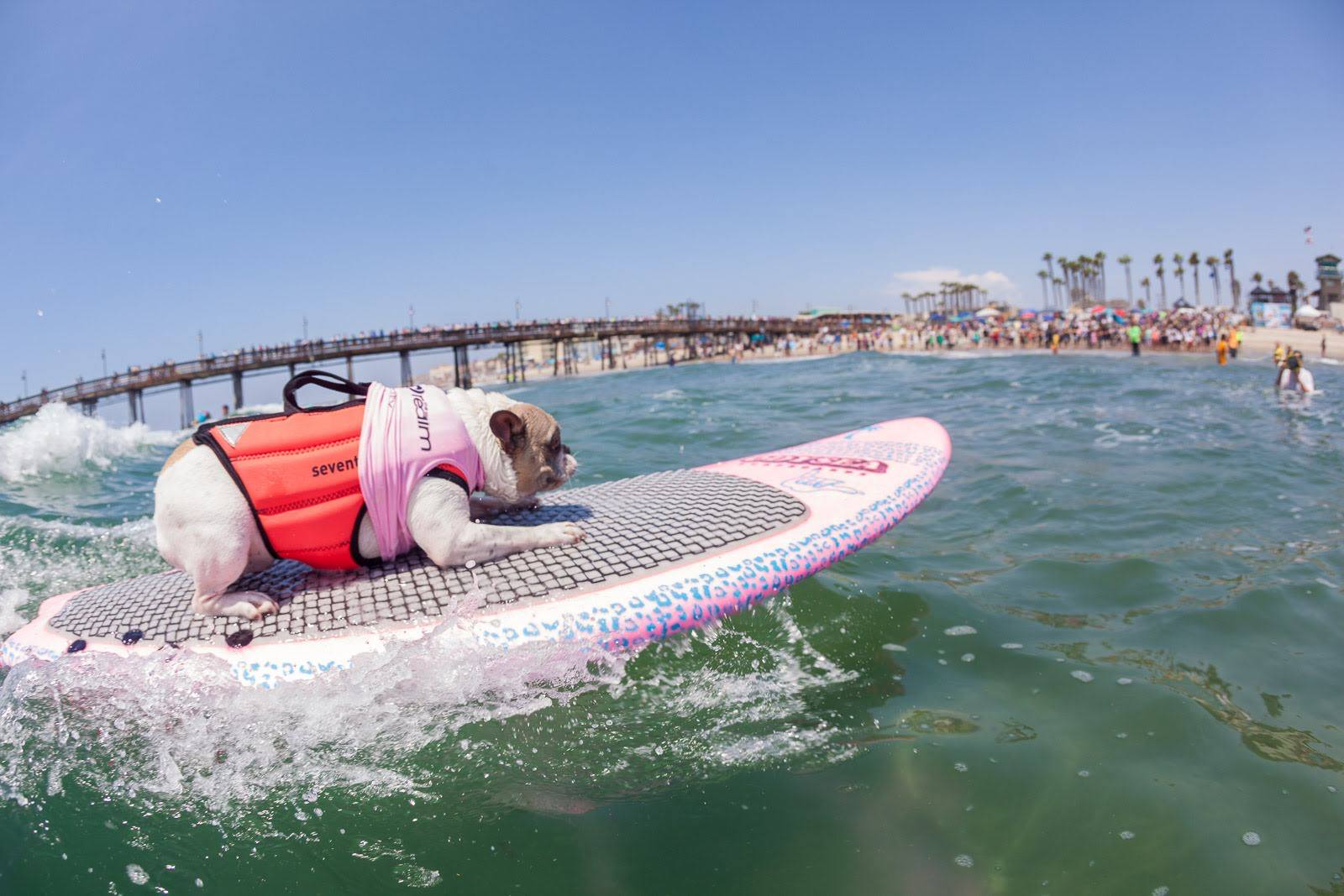Daren Fentiman para Imperial Beach Surf Dog Competition