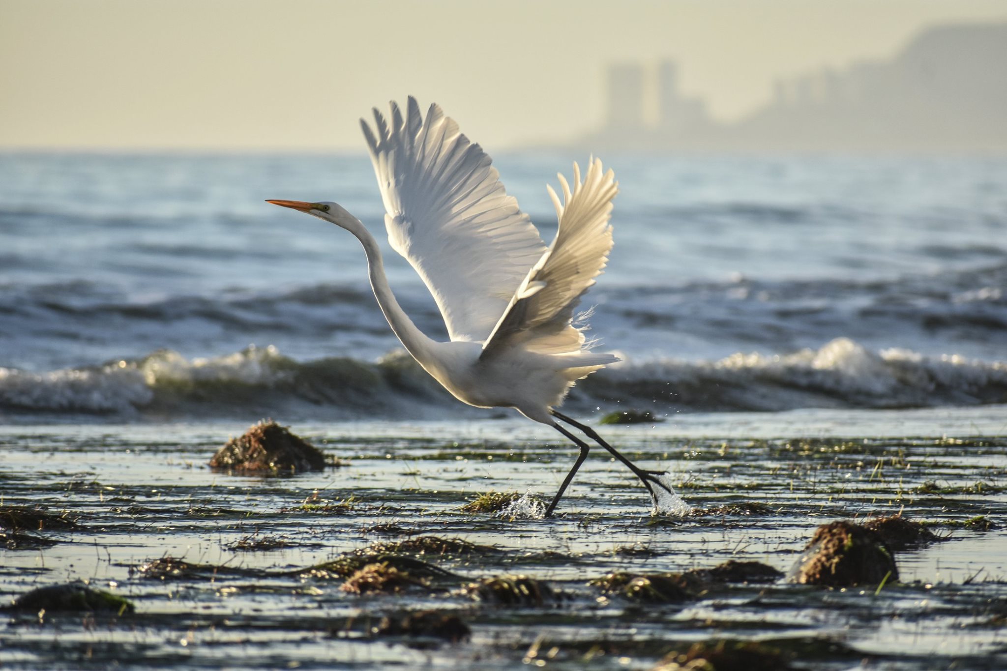 Facebook Pro Esteros