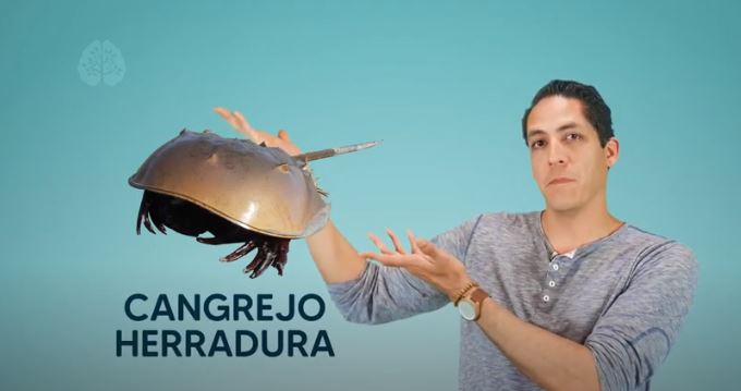 Cangrejo Herradura/Biólogo Arturo Ángeles