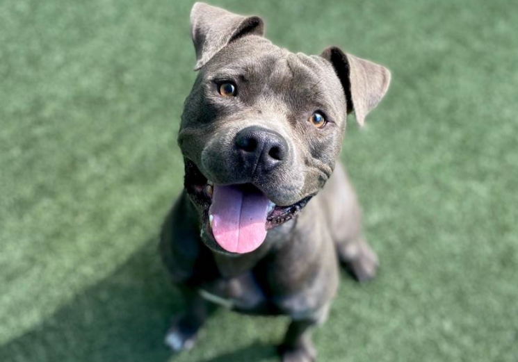 Él es Saint, macho de 1ño de edad