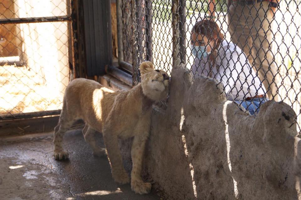 Leones rescatadas (Foto: Marina del Pilar Facebook)