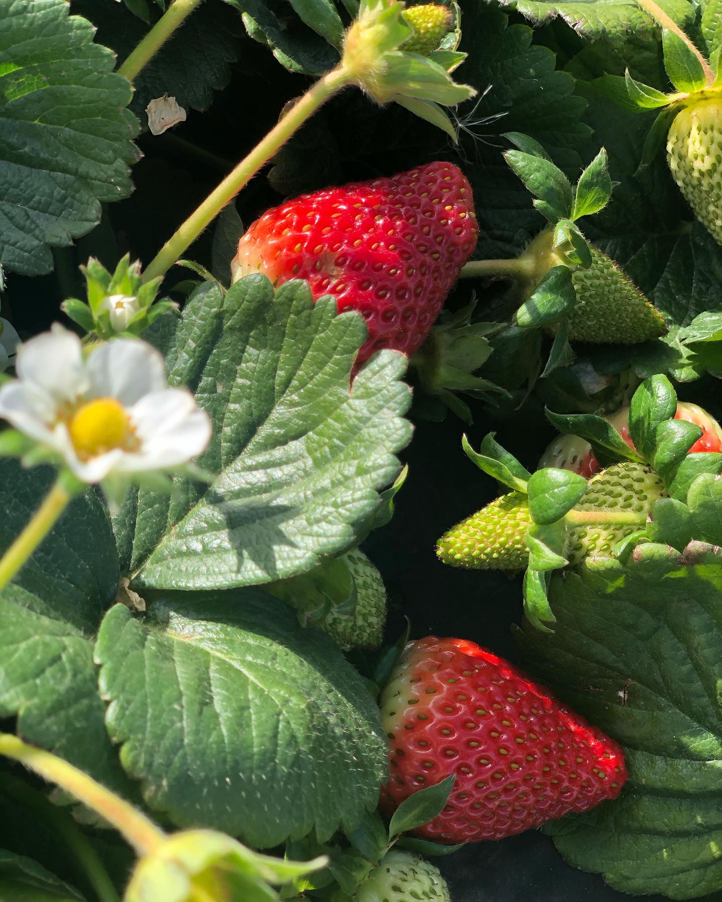 Carlsbad Strawberry Patch