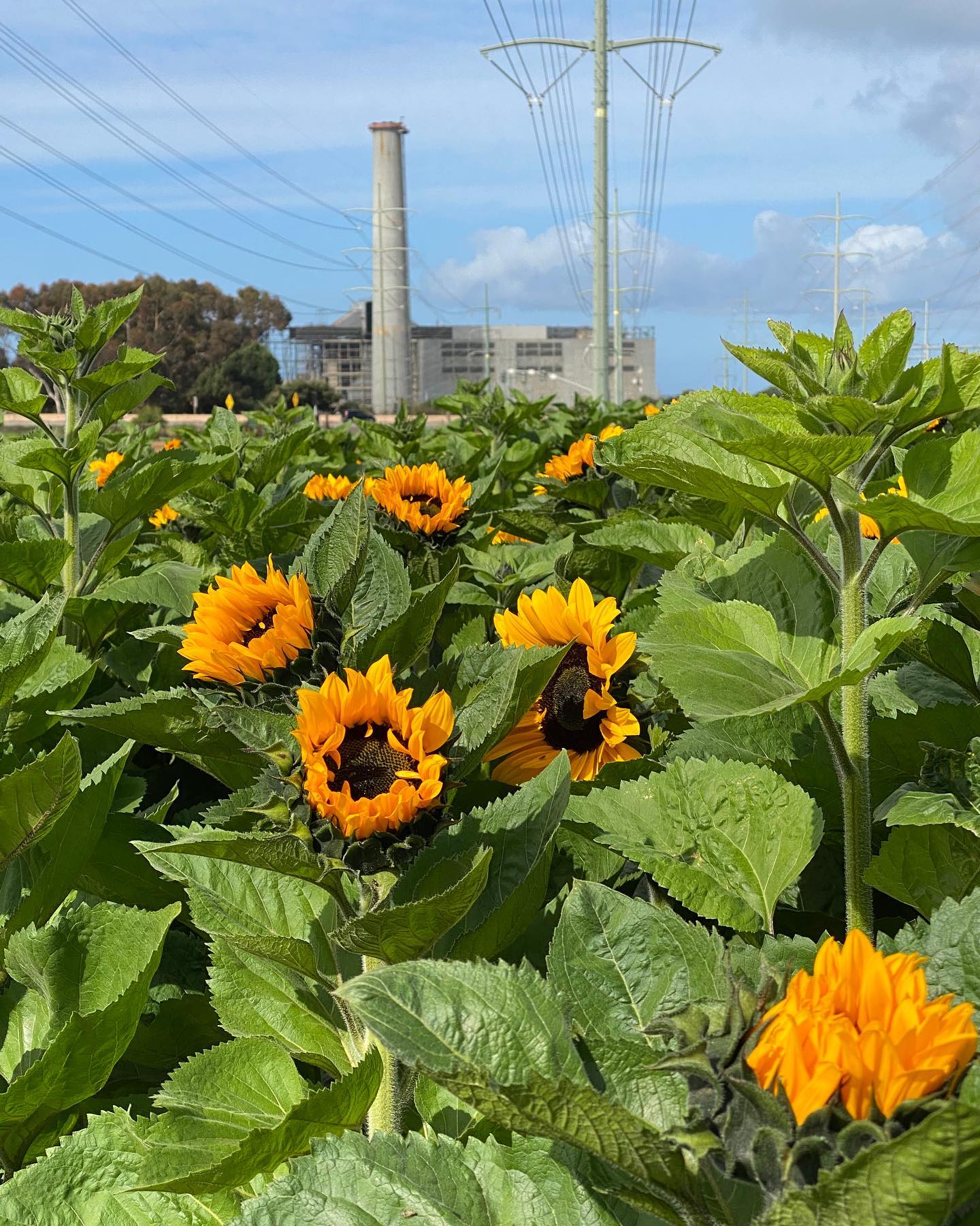 Carlsbad Strawberry Patch
