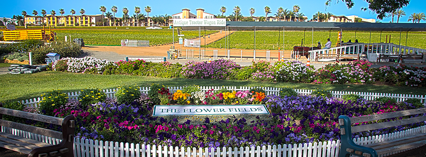 The Flower Fields Facebook