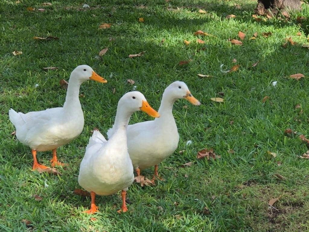 Parque Morelos Facebook