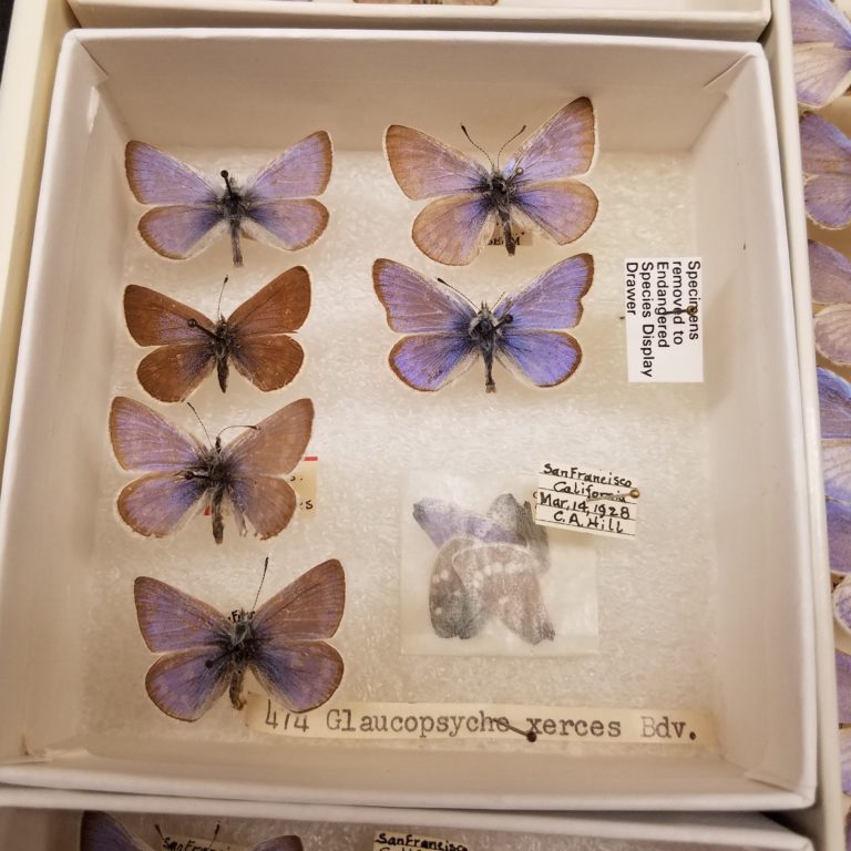 Cadáveres de las Mariposa azul Xerces en el Field Museum