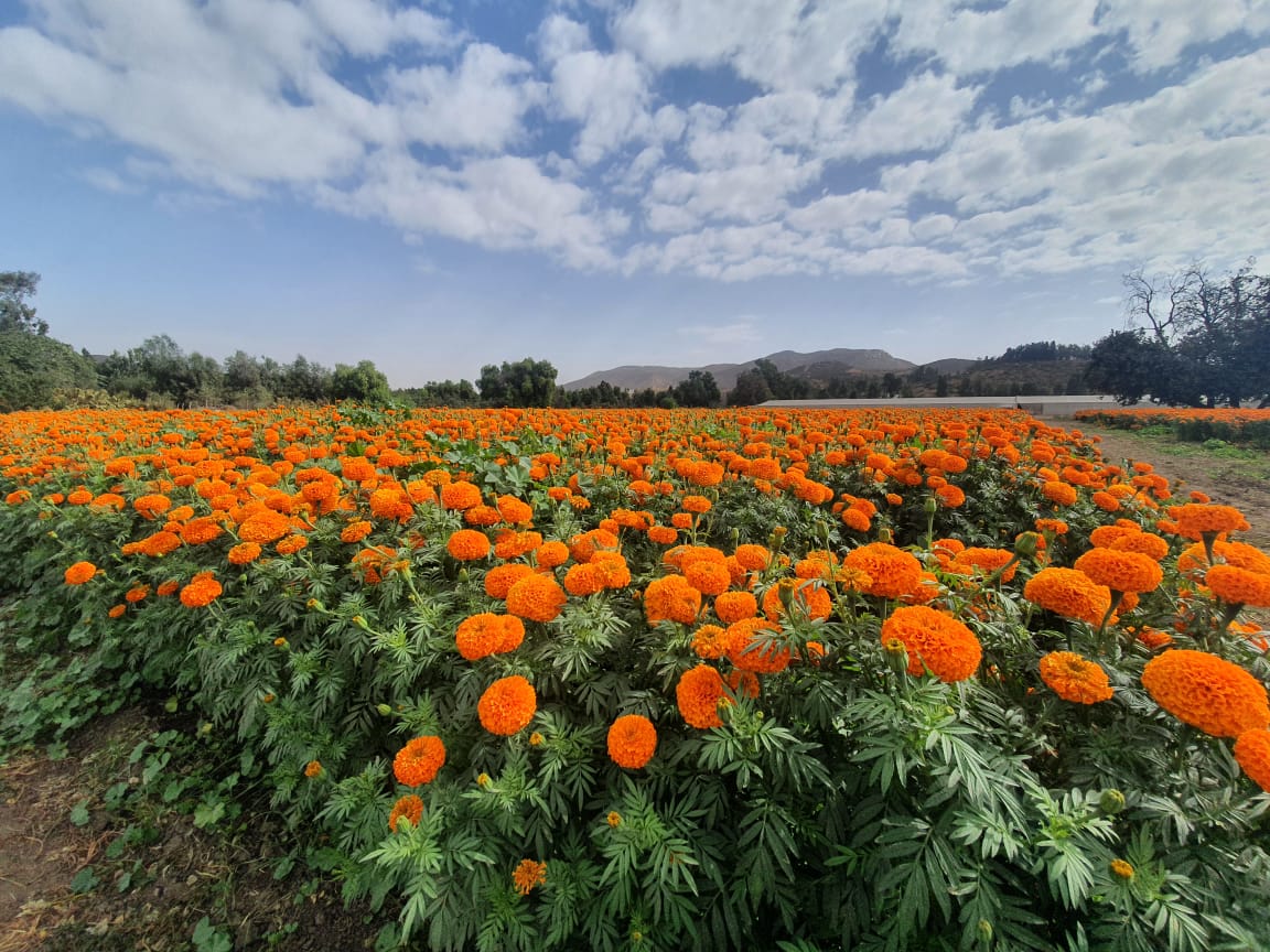 Facebook Cempasúchil Tijuana