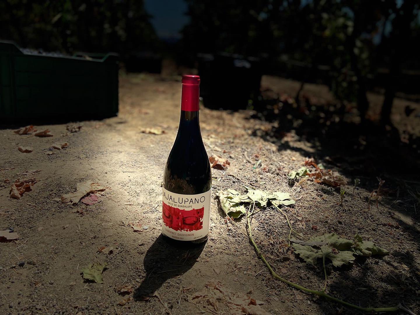 Bajalupano Facebook (Cabernet Sauvignon 2017 premiado este 2021)