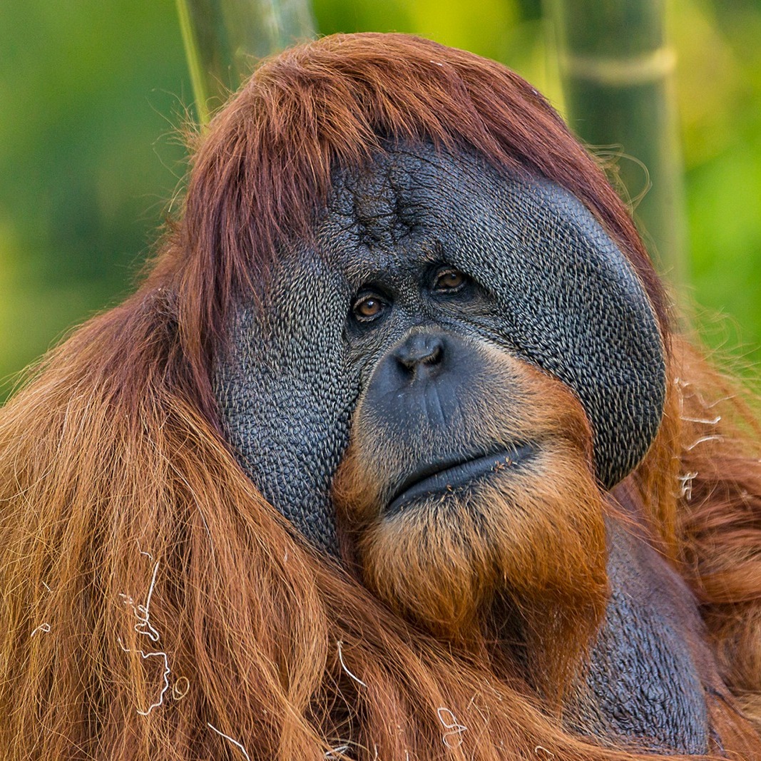 Foto de Satu por Zoológico de San Diego Facebook