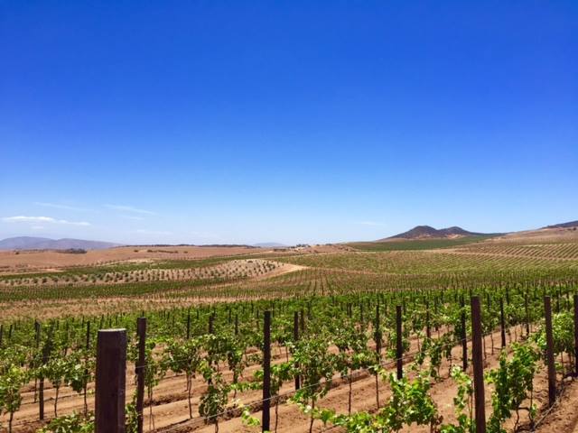 Vinos de la Reina Facebook