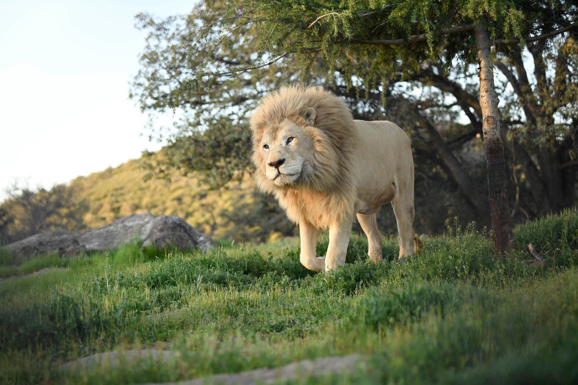 Lions Tigers & Bears Facebook