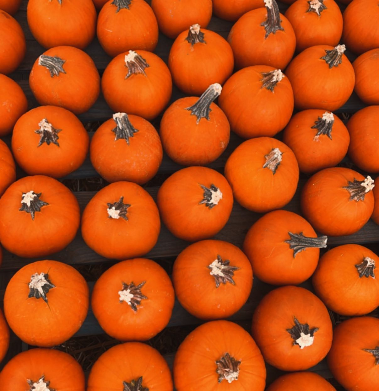 Carlsbad Strawberry Company
