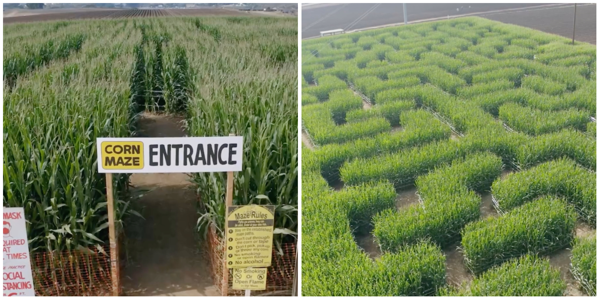 Carlsbad Strawberry Company