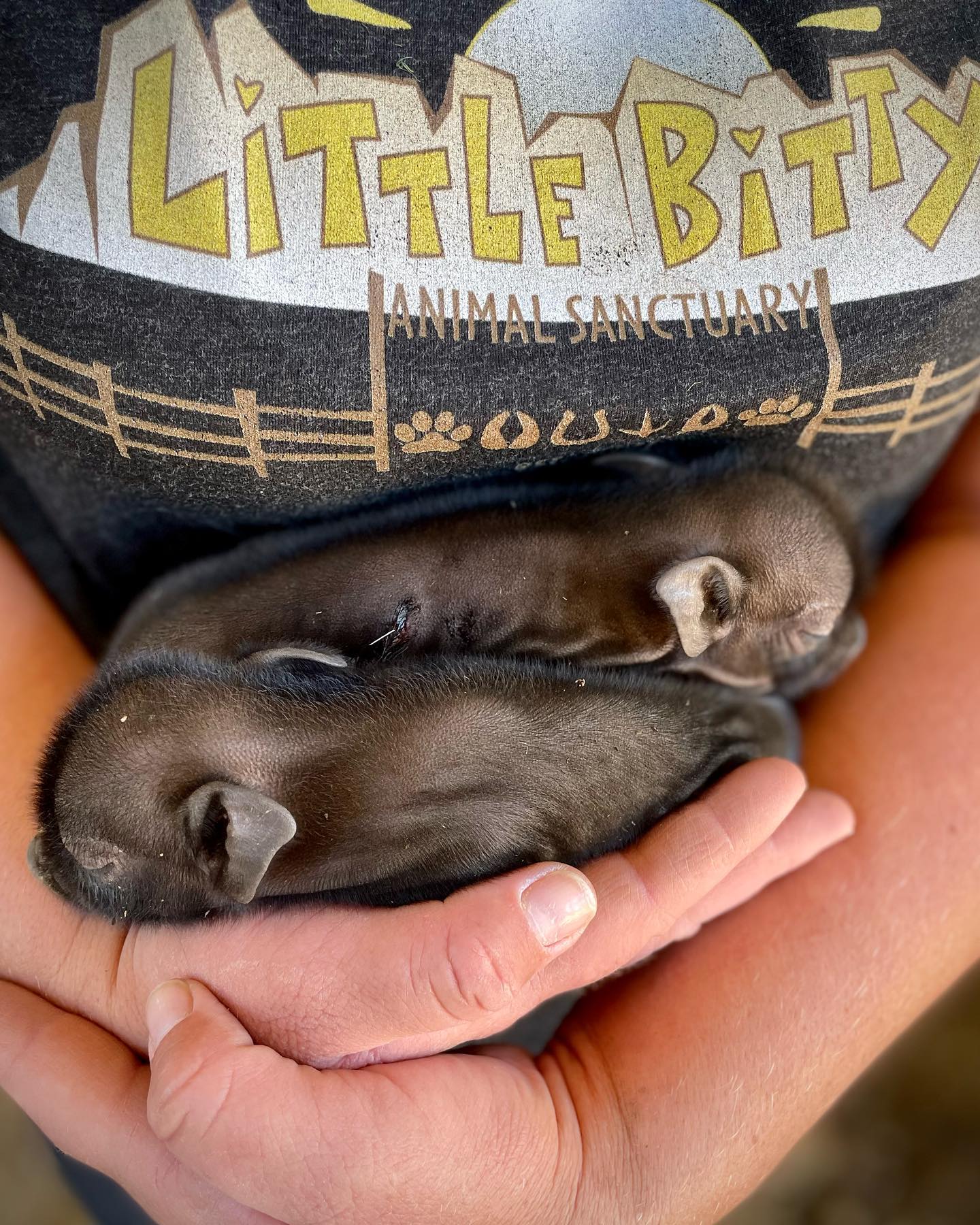 Little Bitty Animal Sanctuary