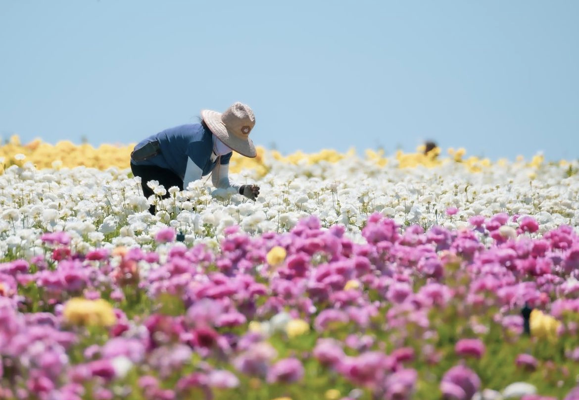 Carlsbad Flower Field
