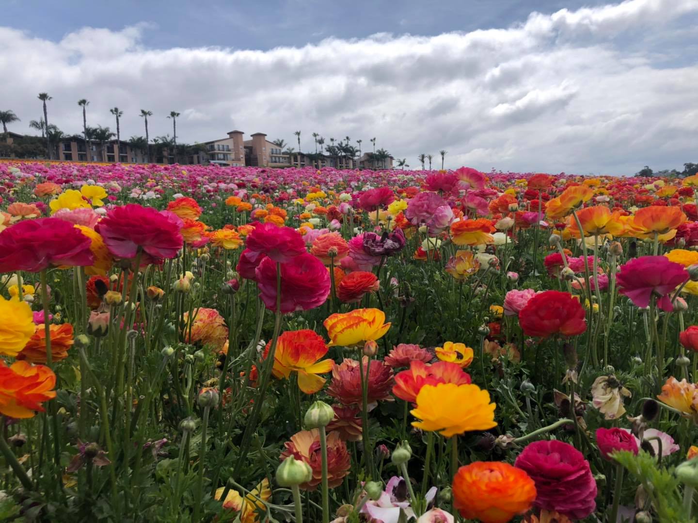 Carlsbad Flower Field