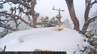 Jackie empollando durante tormenta de nieve