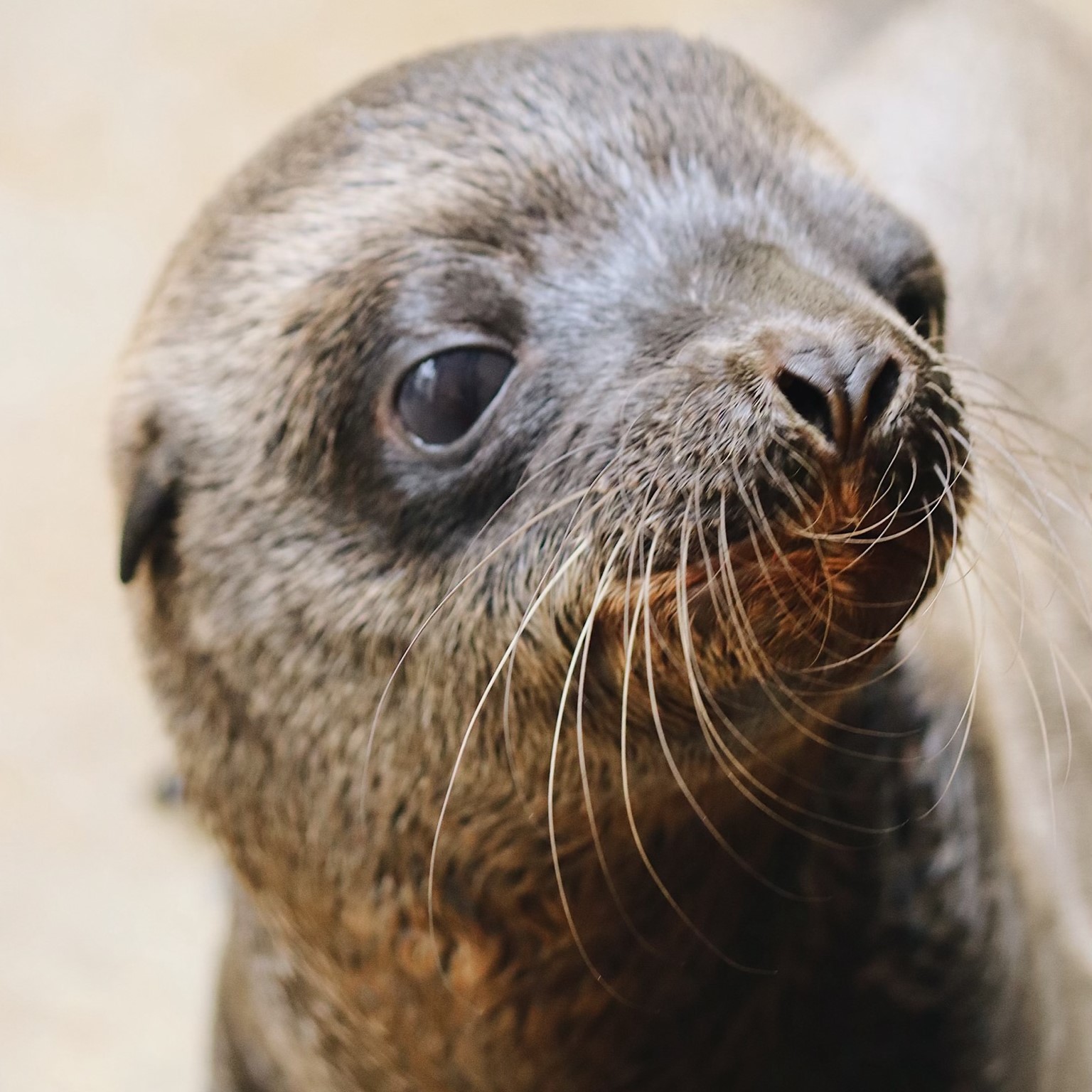 Crumble (SeaWorld San Diego)