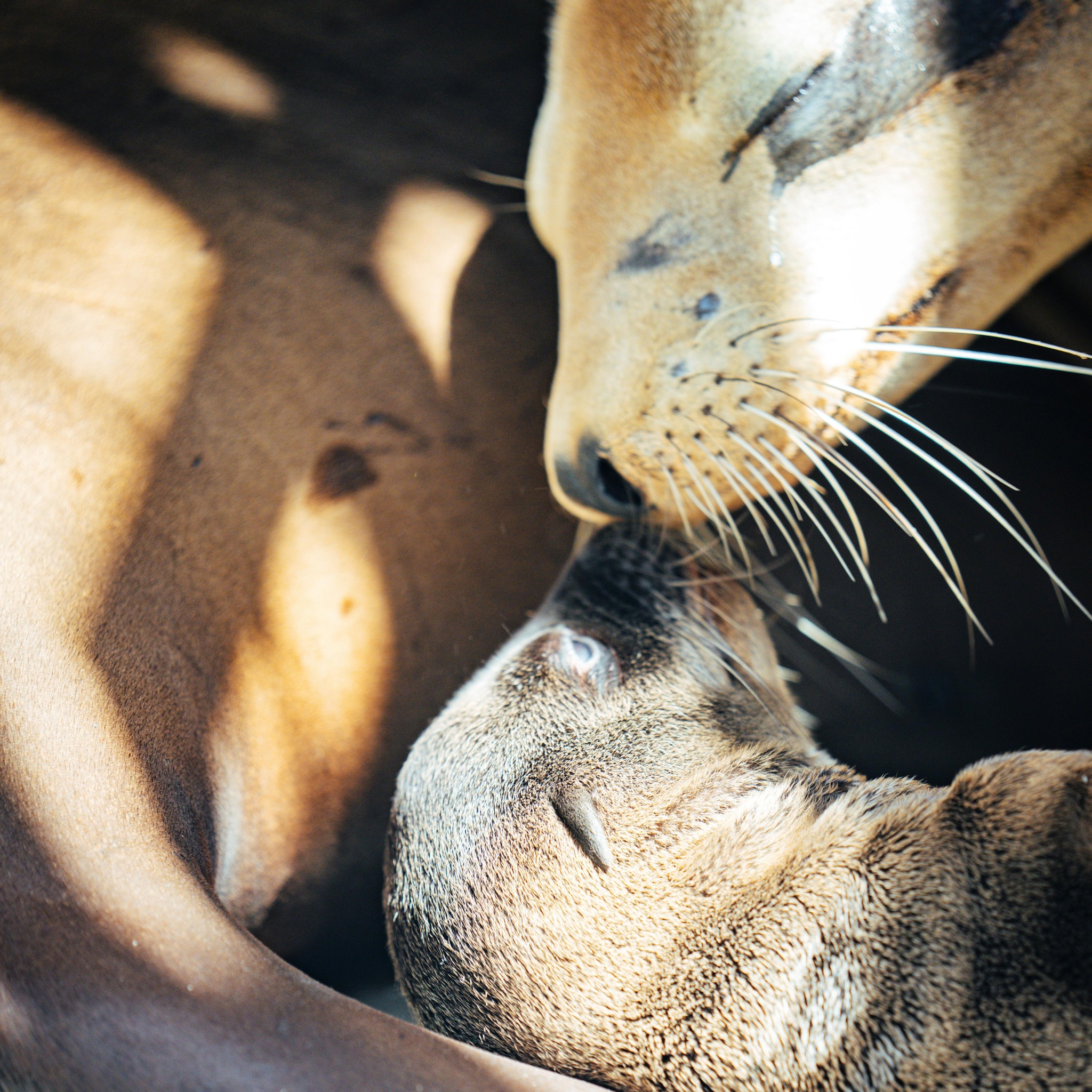 Crumble (SeaWorld San Diego)