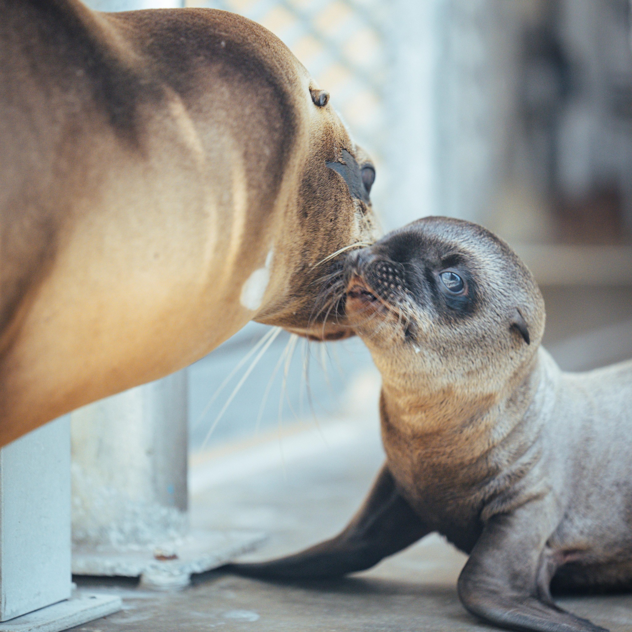 Crumble (SeaWorld San Diego)