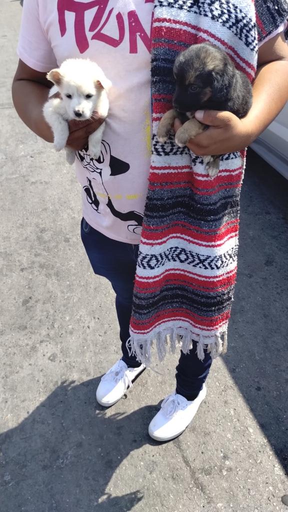 Cortesía: Ayuntamiento de Tijuana