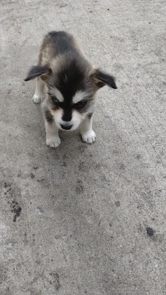 Cortesía: Ayuntamiento de Tijuana