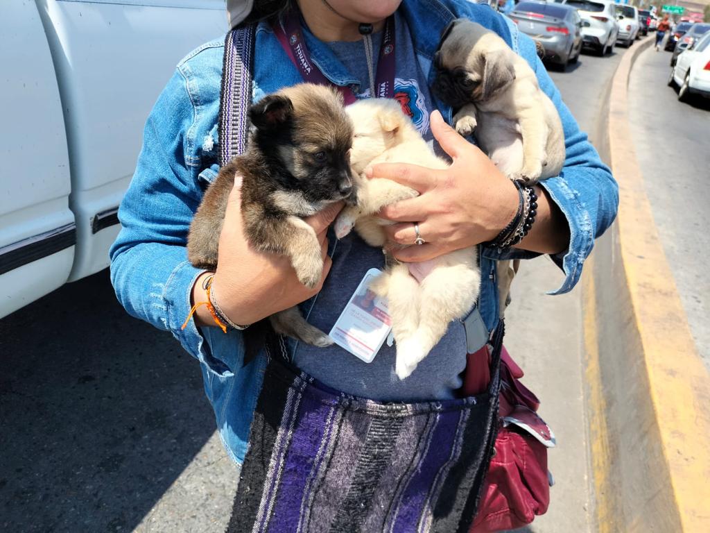 Cortesía: Ayuntamiento de Tijuana