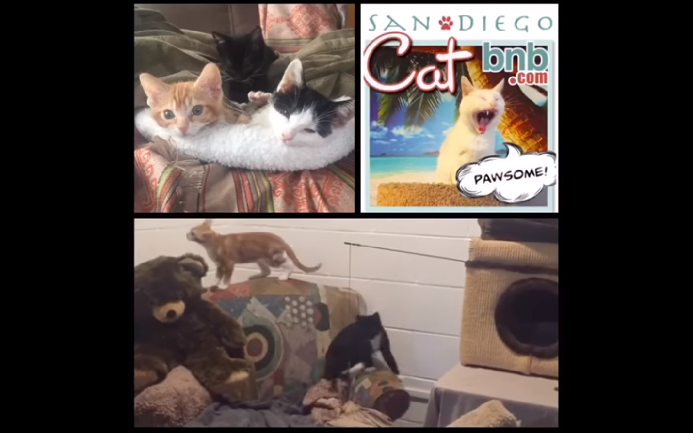 Cortesía: San Diego Cat bnb