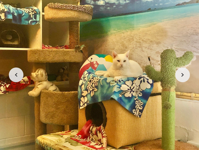 Cortesía: San Diego Cat bnb