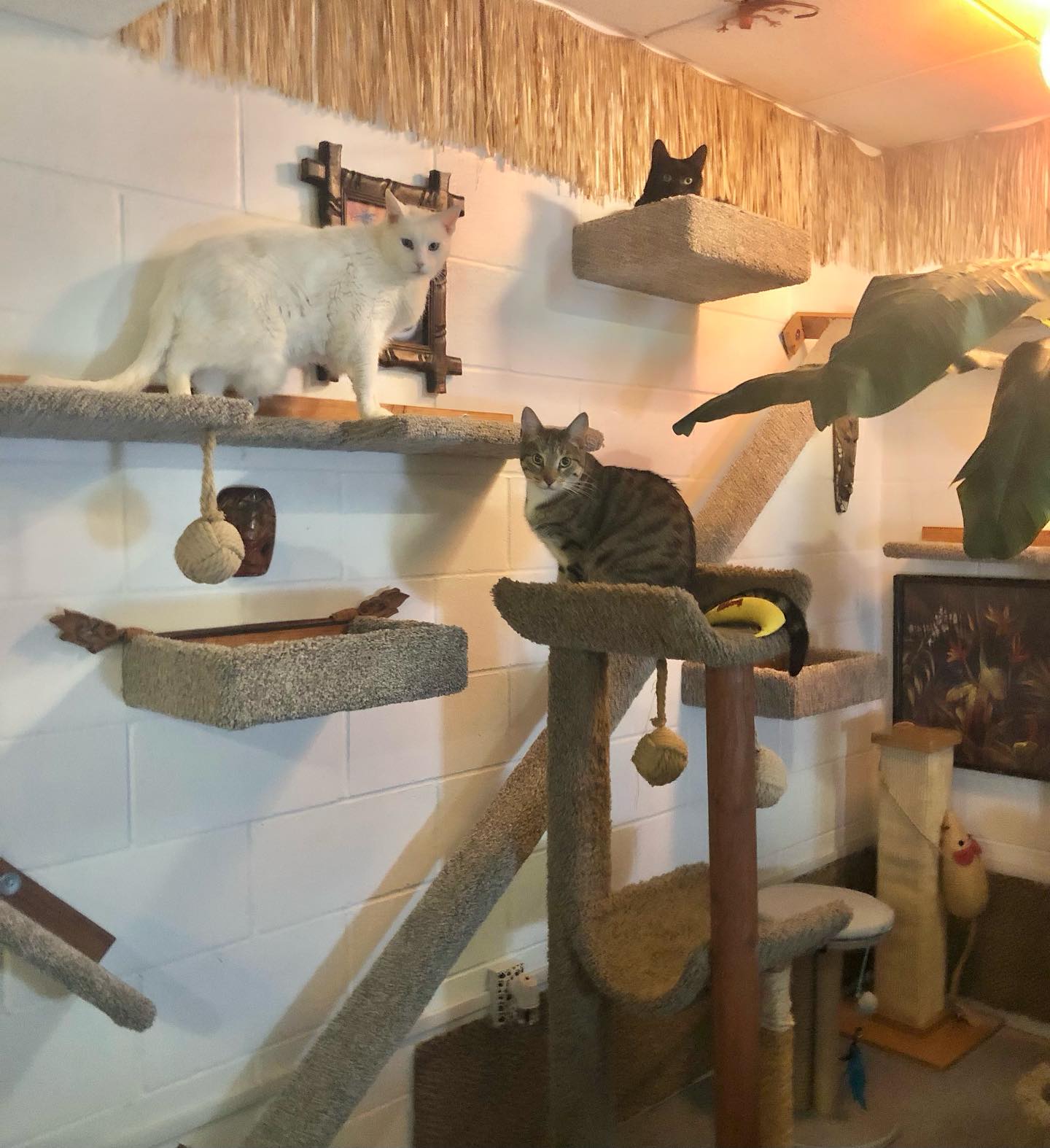 Cortesía: San Diego Cat bnb