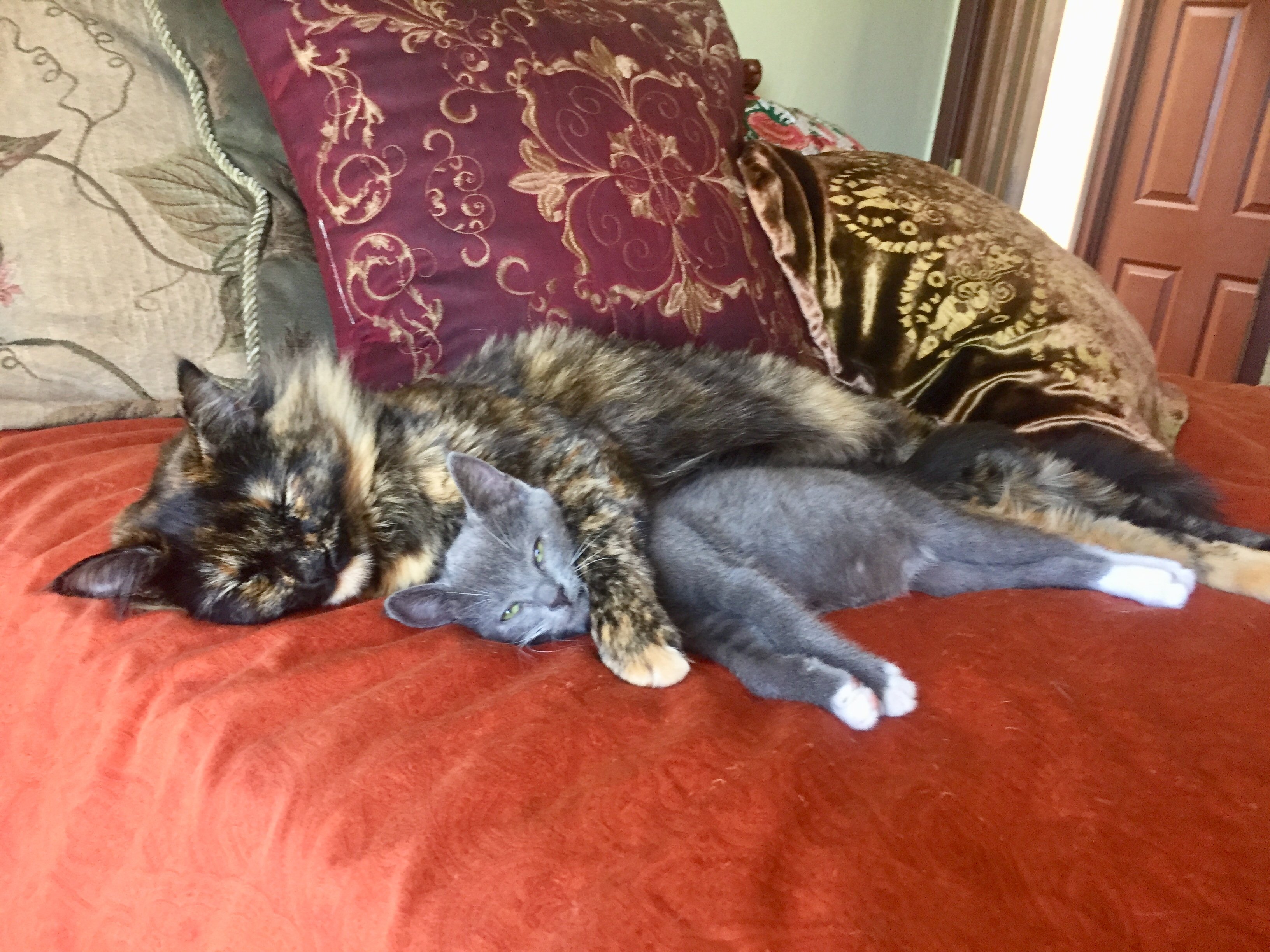 Cortesía: San Diego Cat bnb