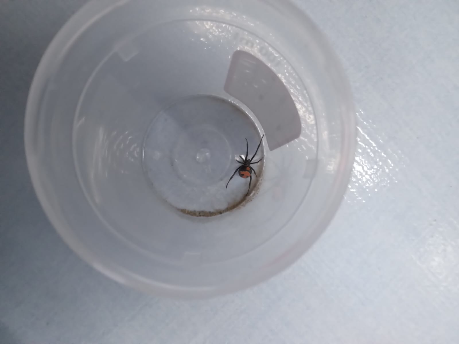 Cortesía: SEDES Oruro