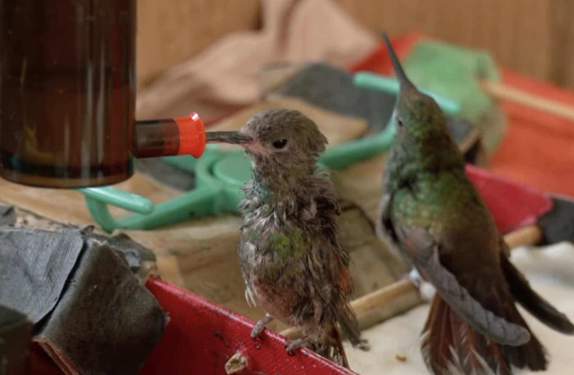Terraza Colibrí (Facebook)