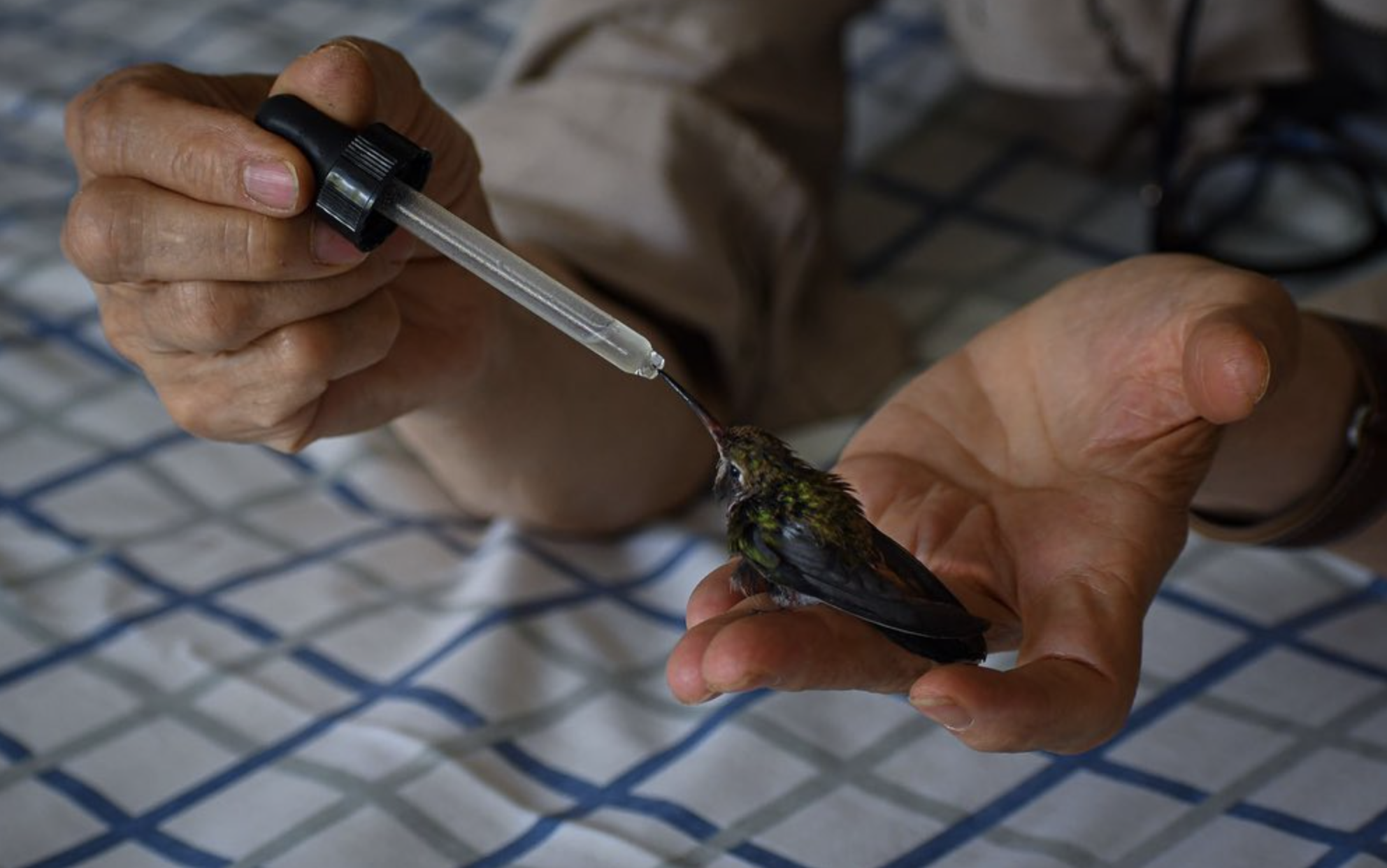 Terraza Colibrí (Facebook)