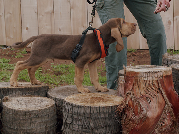 Albert cachorro comenzando entrenamiento / Fotografía: San Diego County Sheriff’s Department