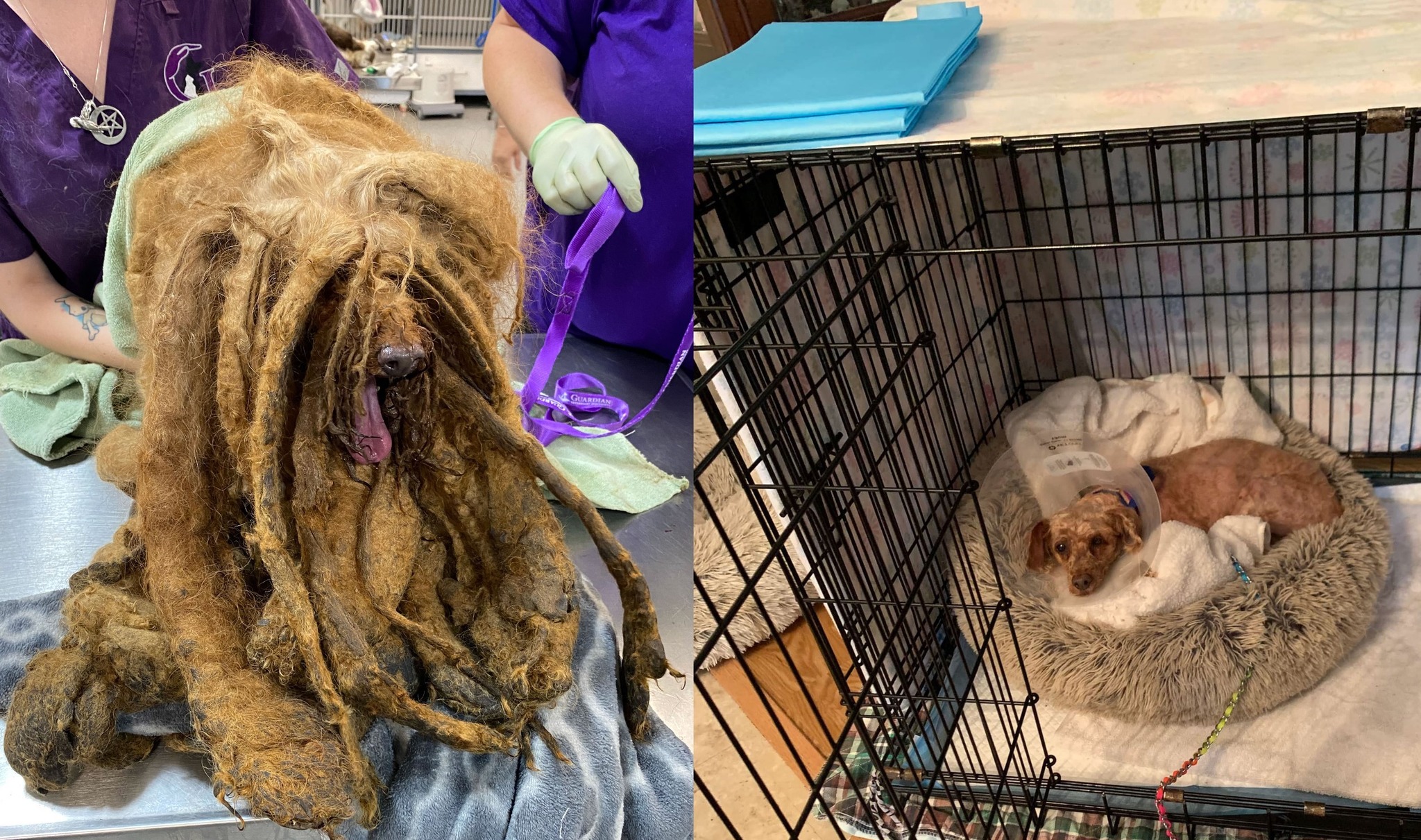 Putnam County SPCA (NY)