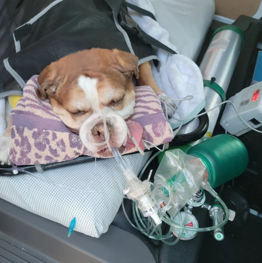 Perrito recibe oxígeno de camino a la clínica veterinaria. Cortesía IG: @veterinaryambulance