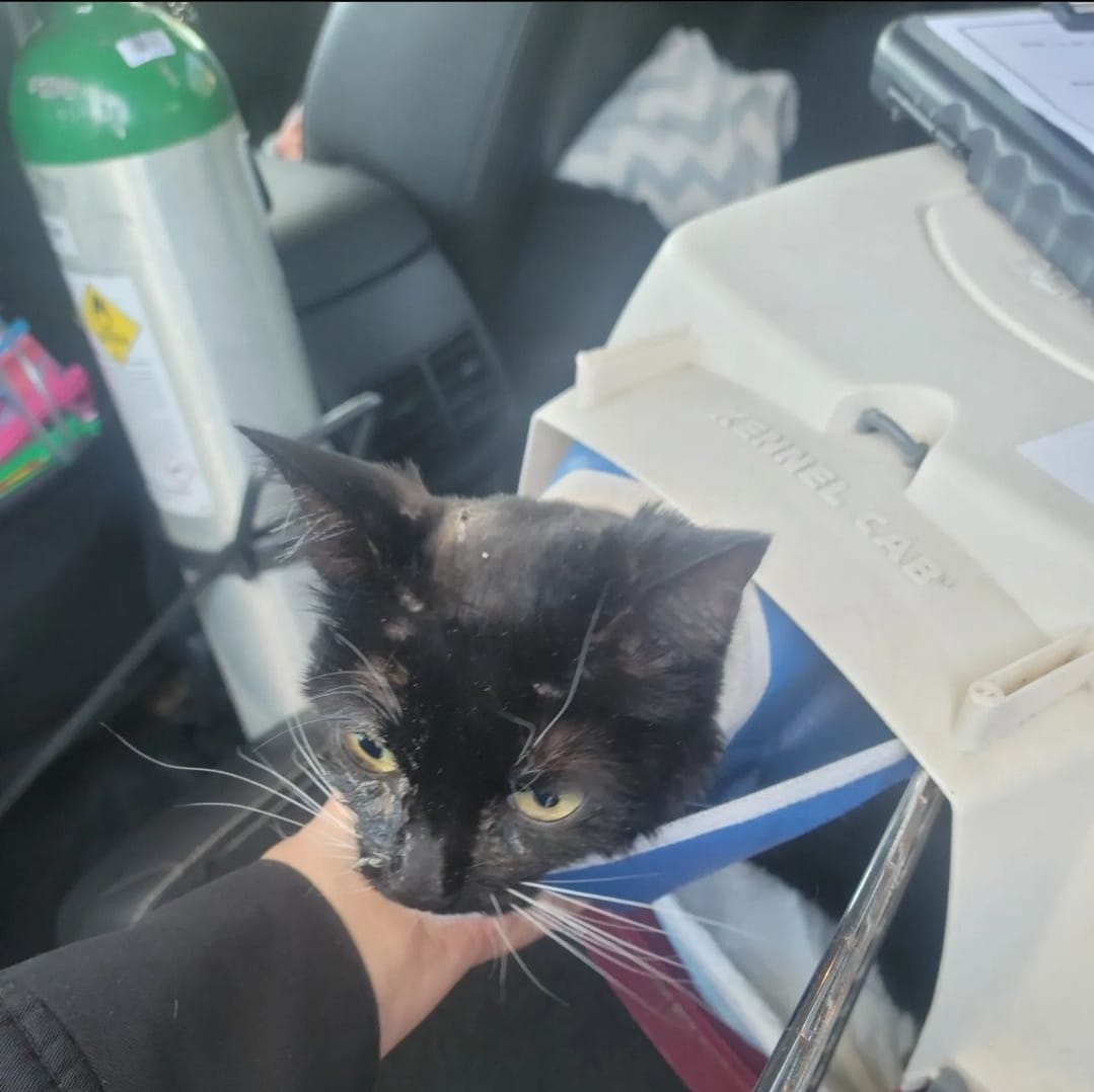 Gatito atendido en ambulancia veterinaria. Cortesía IG: @veterinaryambulance