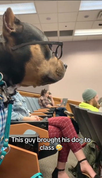 Perrito poniendo atención a la clase / Captura de Pantalla