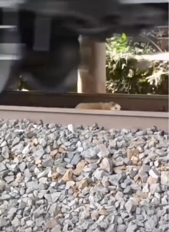 El perrito se quedó dormido en medio de las vías del tren. Foto: Captura de pantalla.