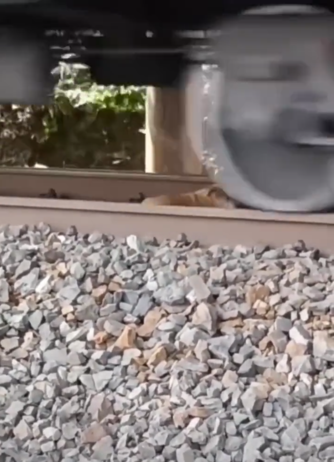 El lomito tuvo que esperar casi medio minuto a que todos los vagones pasaran por encima de él. Foto: Captura de pantalla.