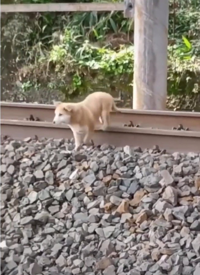 Después de esperar, el perrito logró salir completamente ileso de las vías. Foto: Captura de pantalla.