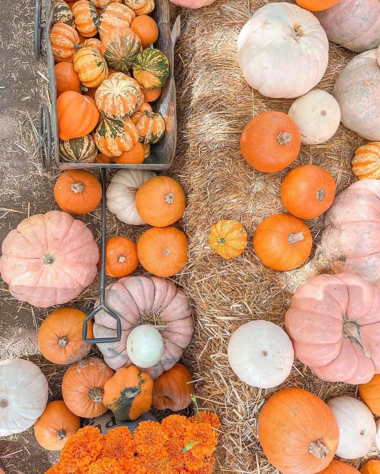 Facebook La Ruta del Maíz