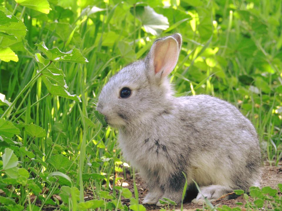 Faceboo La Ruta del Maíz