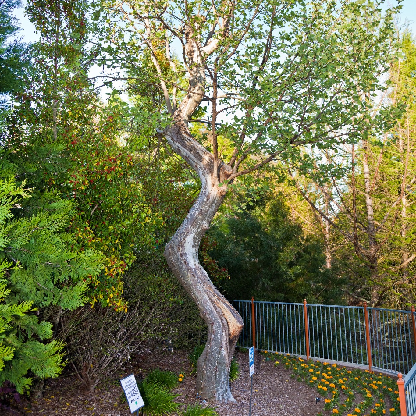 Puedes encontrar a 'Zig Zag' cerca de Uncle John's BBQ en Gilroy Gardens. (Foto: Gilroy Gardens)