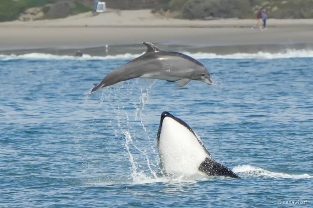 Dana Wharf Whale Watching