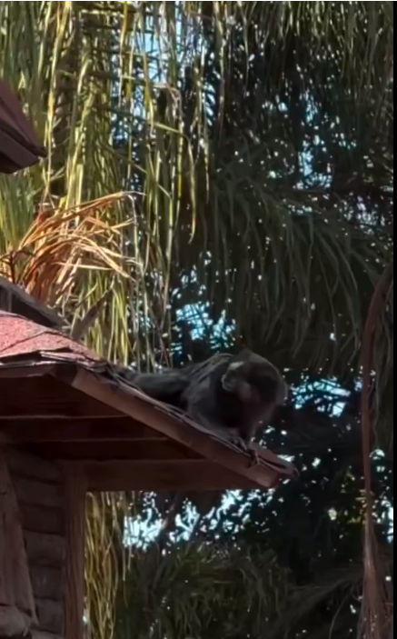 Captura de Pantalla TikTok