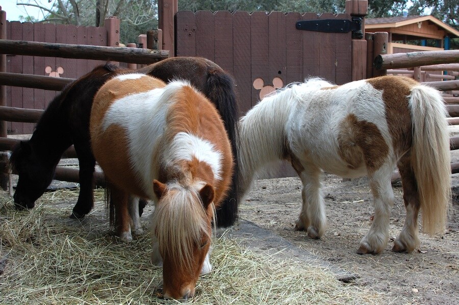 (Créditos: disneyparks.disney.go.com)