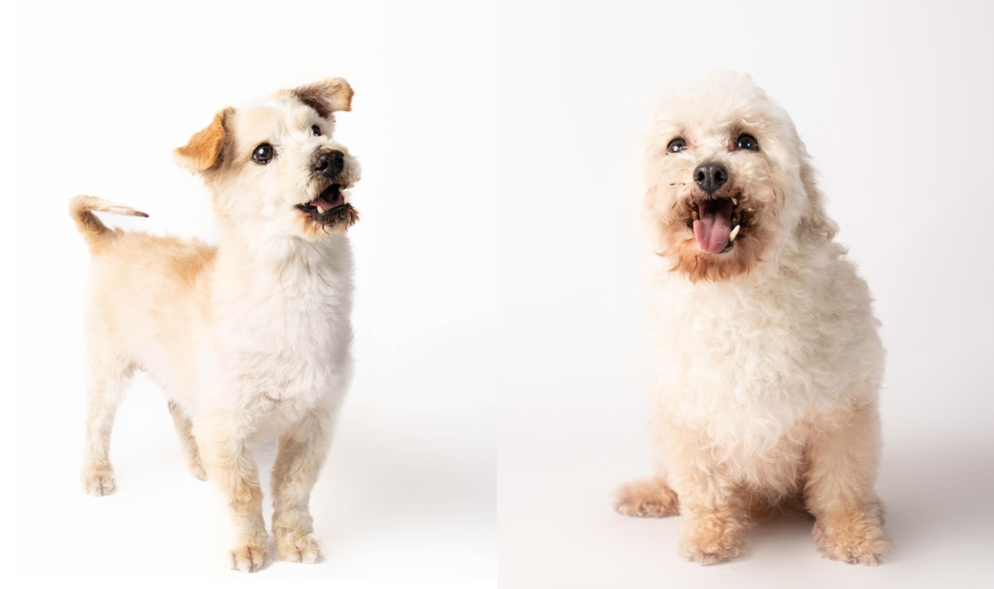 Jack y Reina (de izquierda a derecha)